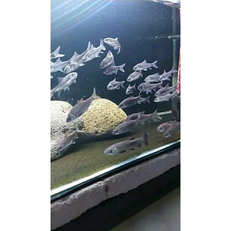 Mahseer lempon berkualitas