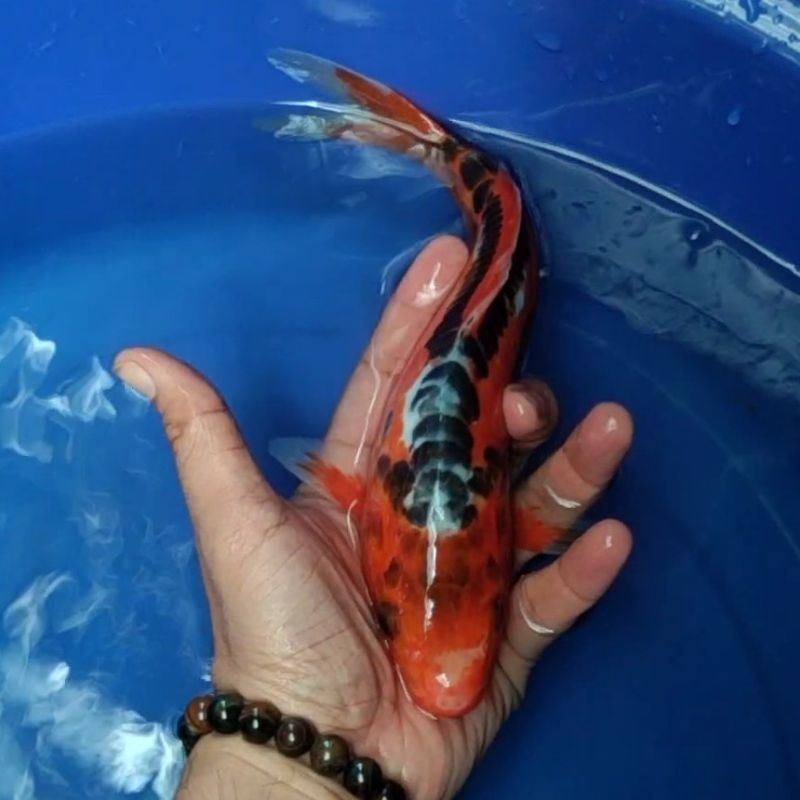 Ikan Koi F1 / Dari Indukan Import / Rumah Koi Jakarta / kode 0010