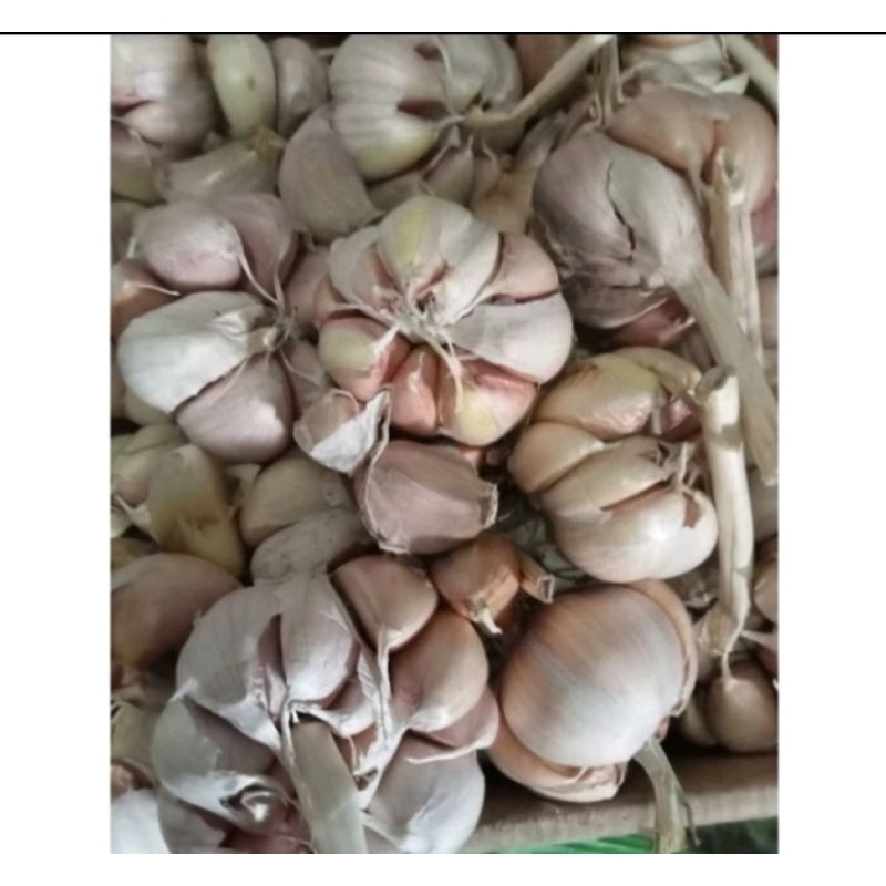 

Bawang putih