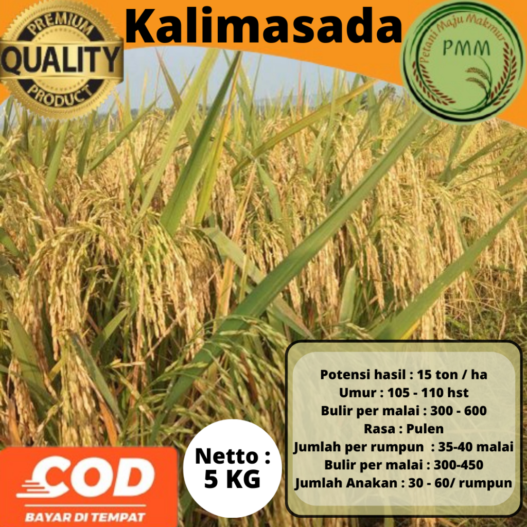 Biji Padi Unggul Kalimasada 5KG