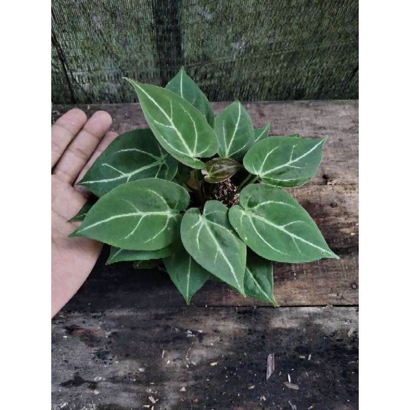 anthurium hybrid