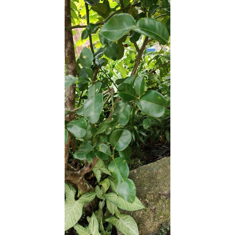 

Daun jeruk segar 50gr