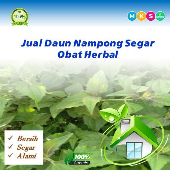 

murah daun nampong herbal alami segar