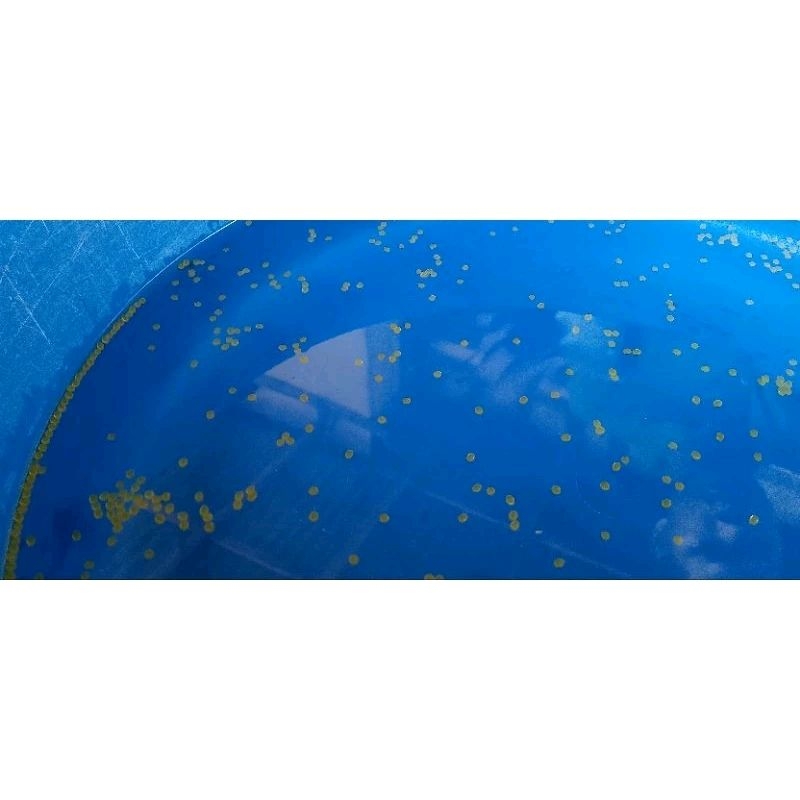 Telur Ikan Gurame Soang