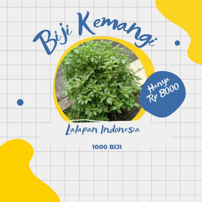 Benih Kemangi ( Lalapan Nusantara ) 1000 Biji