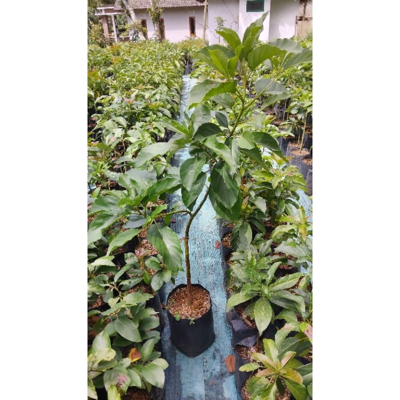 bibit alpukat sab034