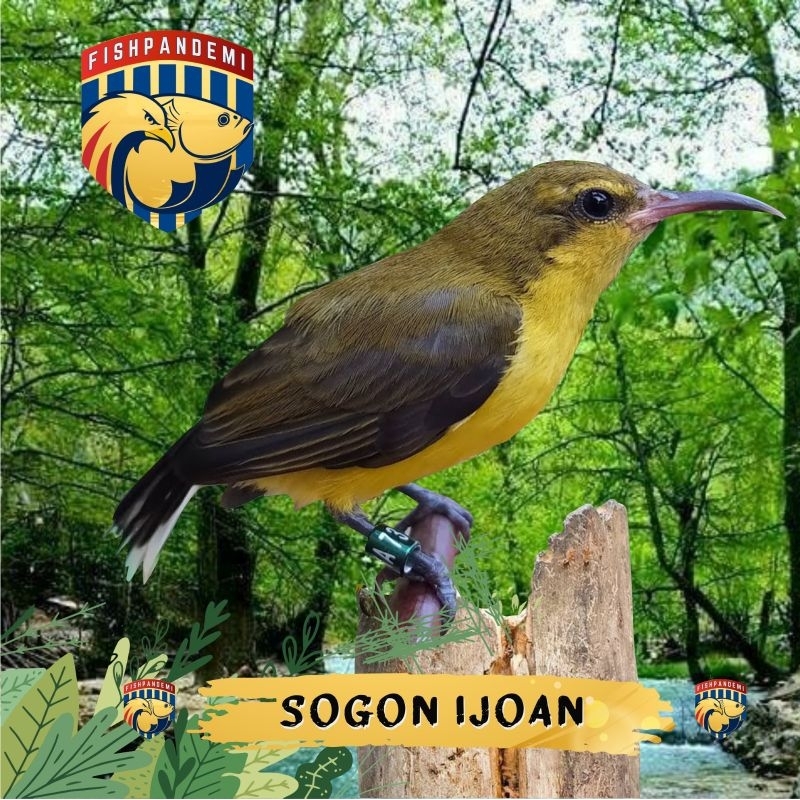 Sogon Ijoan Pilih Jantan dan Betina