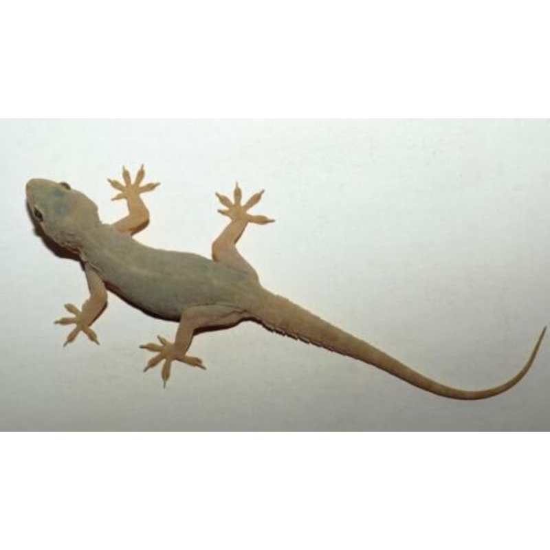 cicak hidup pakan ikan predator dan umpan mancing isi 15 ekor (PENGIRIMAN KHUSUS AREA PULAU JAWA SAJ