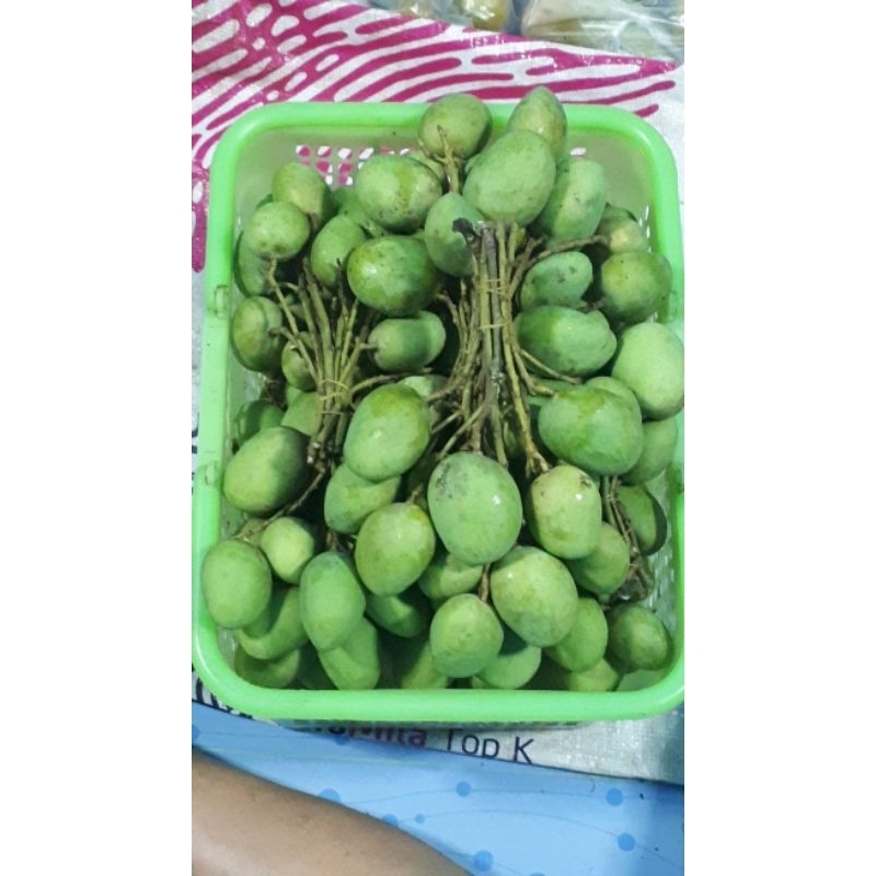 

mangga muda kiloan