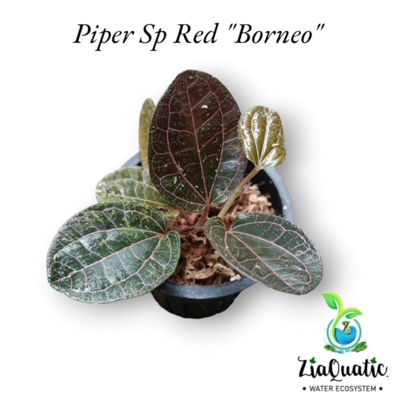 Piper Sp Red (Borneo) - Tanaman Hias Rambat Paludarium Terrarium Climbingplant