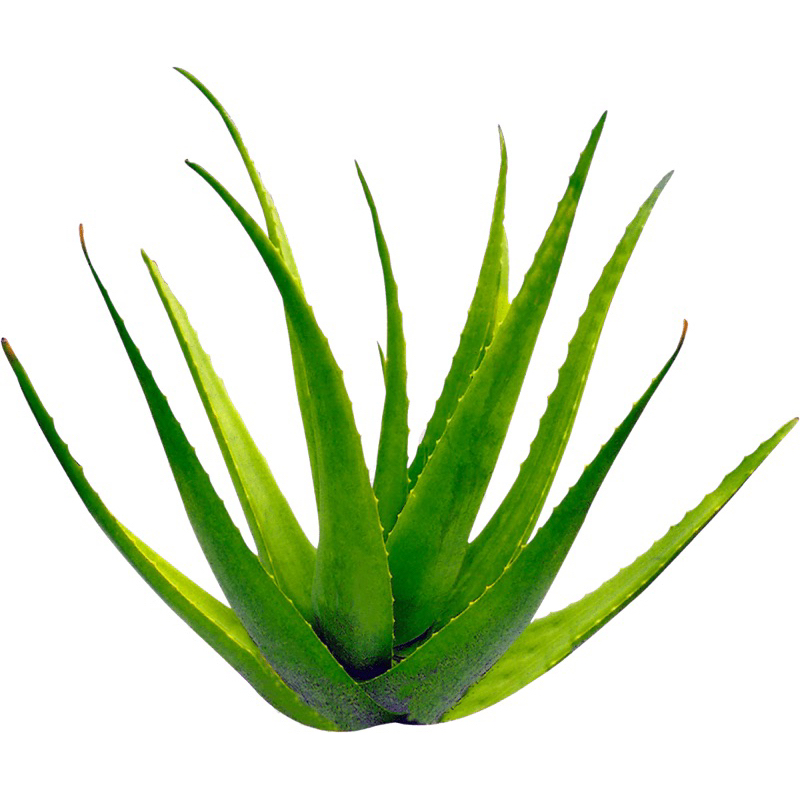 orenji nature - bibit tanaman lidah buaya aloe vera organik