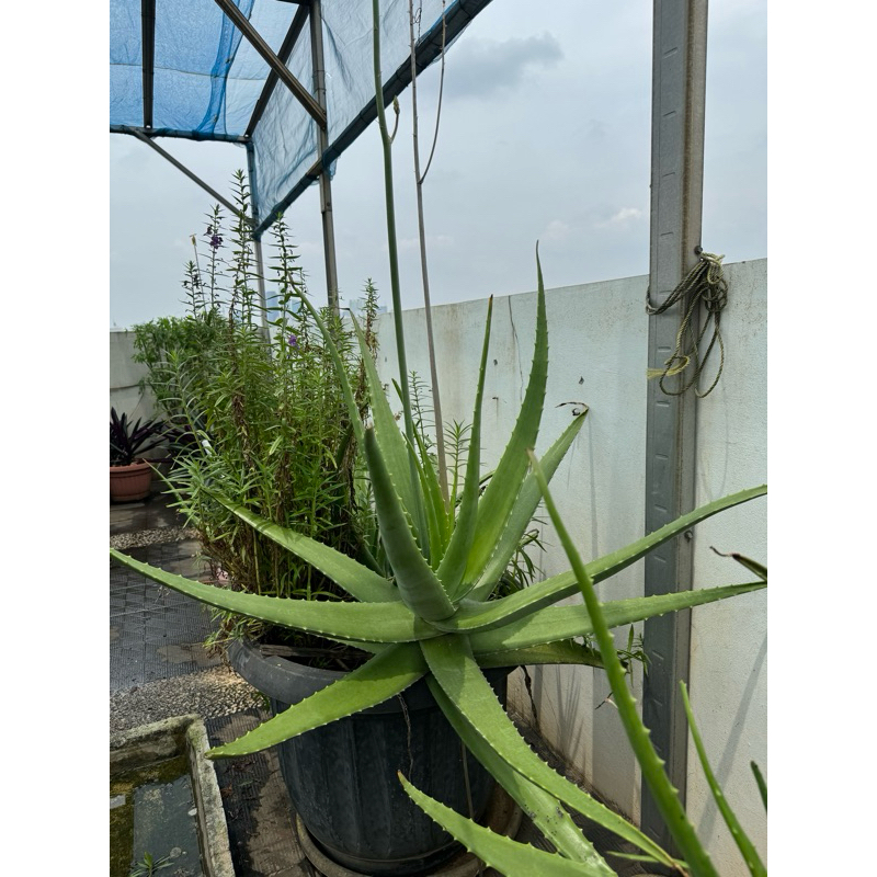 Tanaman Lidah Buaya Kalimantan + Tanah Dan Pot