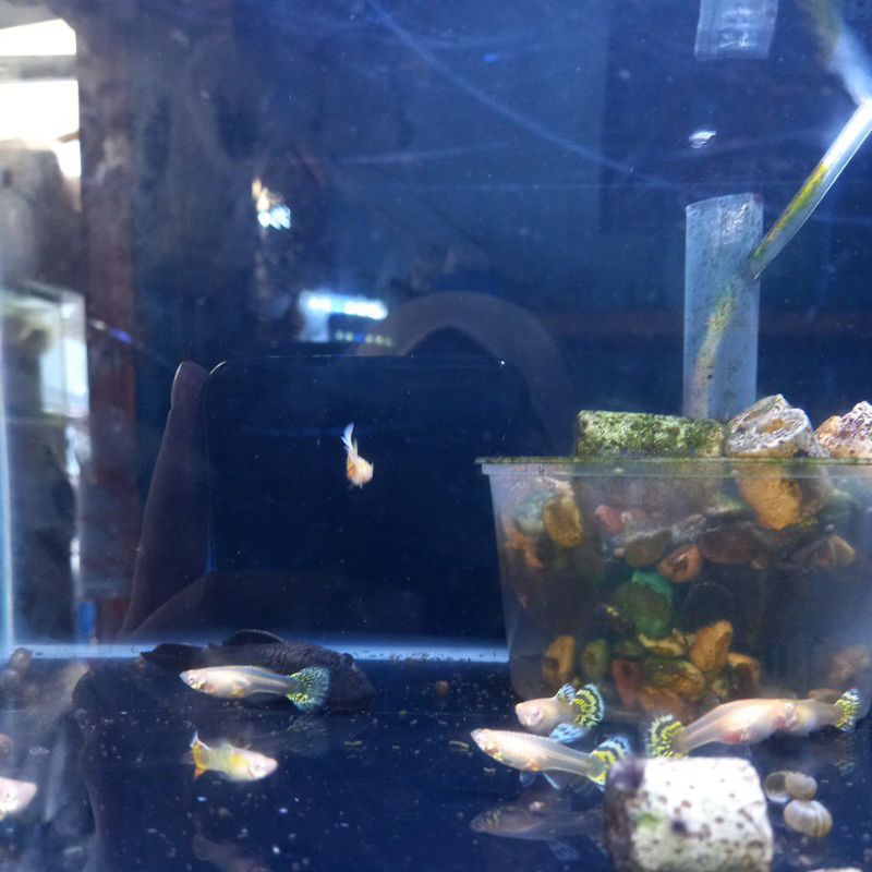 guppy albino yellow tiger - pasangan - pair