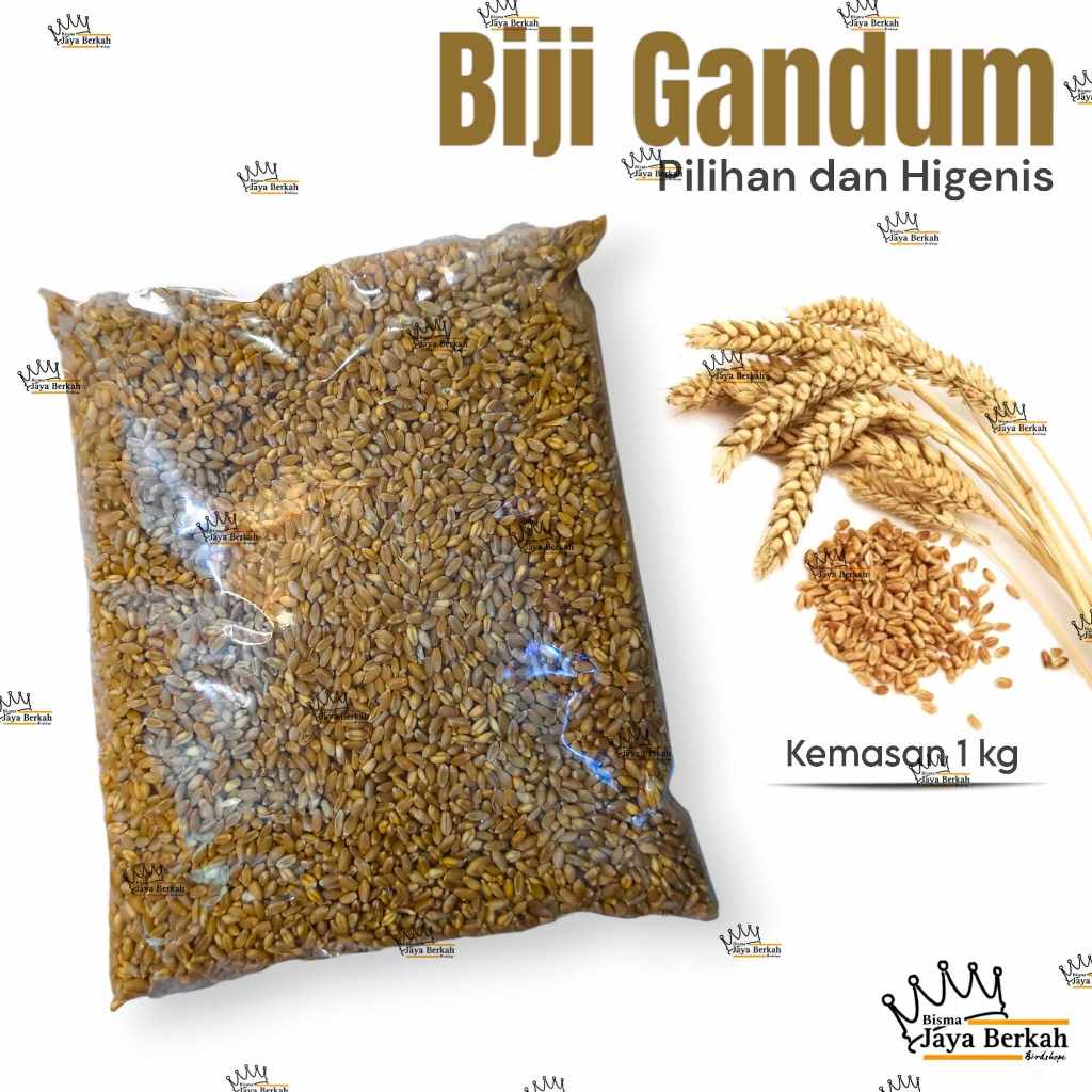 

Biji Gandum 1 kg pilihan dan higenis