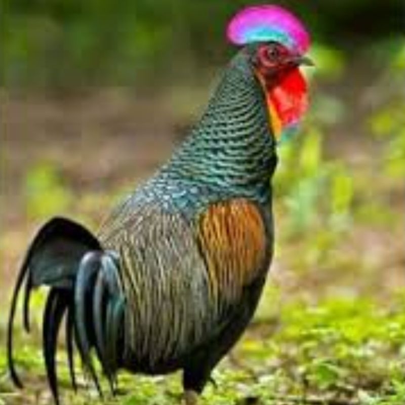 

ayam hutan hijau indonesia/indonesian green jungle phesant/telur berbenih ayam hijau/green phesant fertile eggs