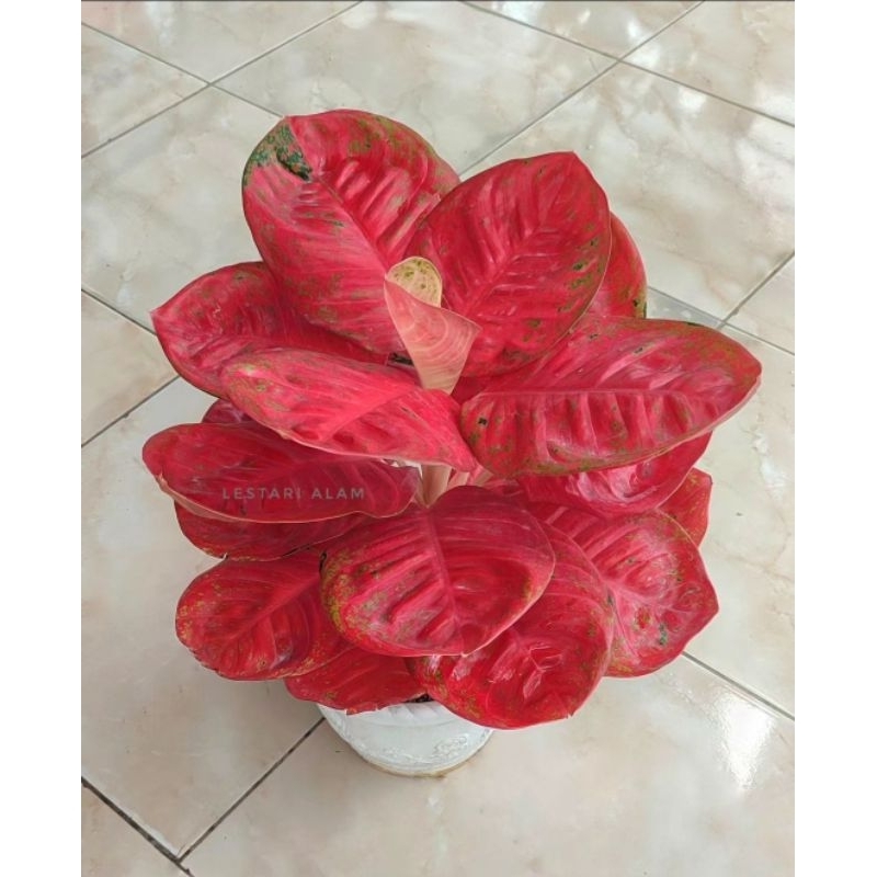 Aglonema Wulandari-Tanaman Hias Aglonema Super Red Wulandari Remaja 5-8 Daun