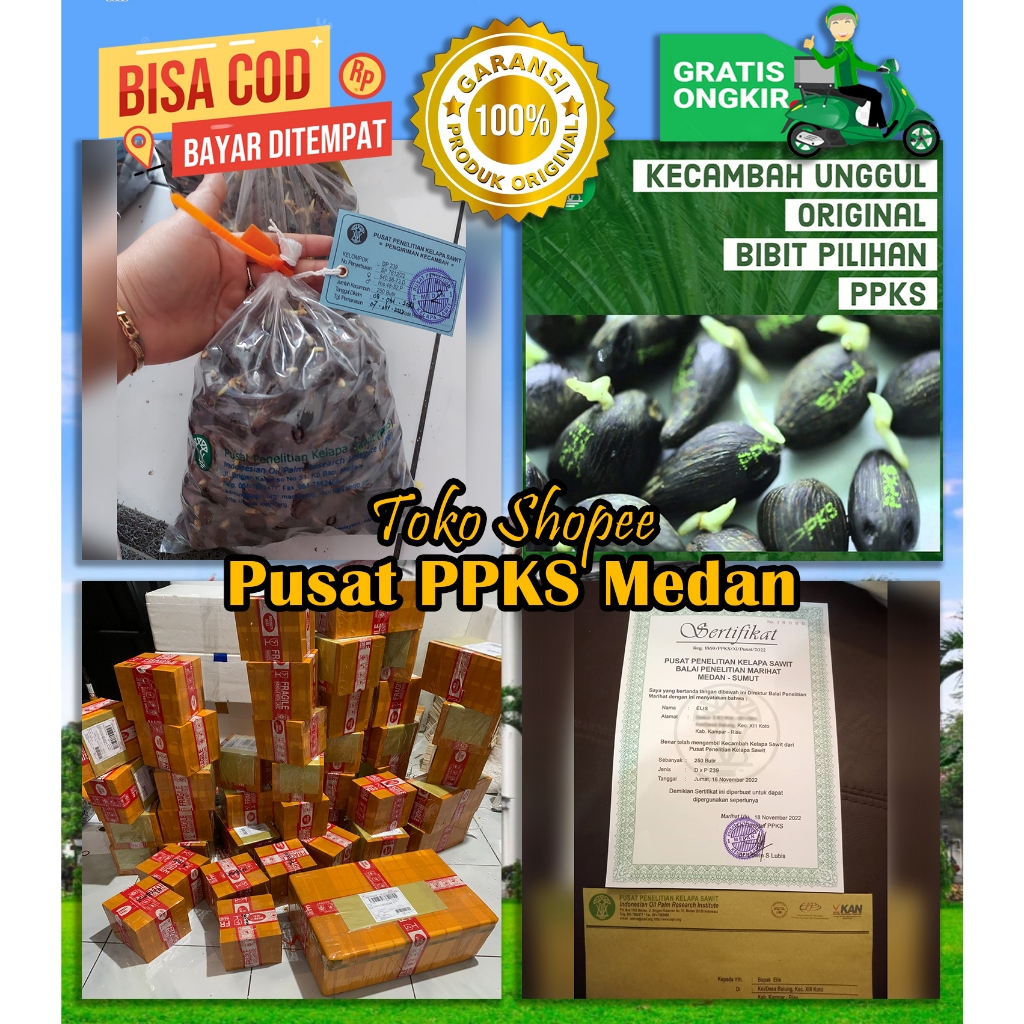 PPKS DxP 239 Unggul Sudah Dapat SERTIFIKAT