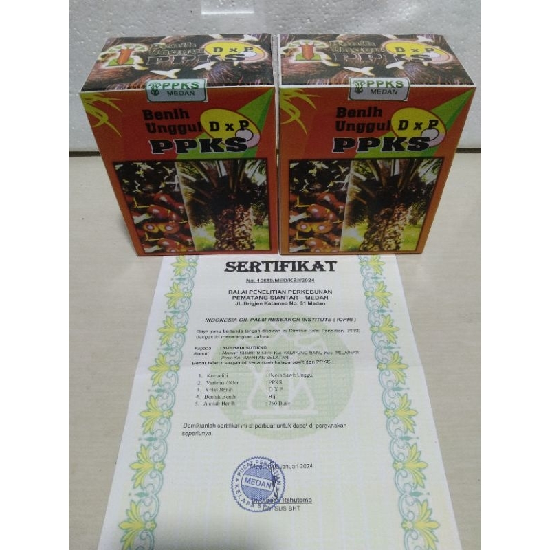 kecambah sawit PPKS 239 Medan isi 250 butir