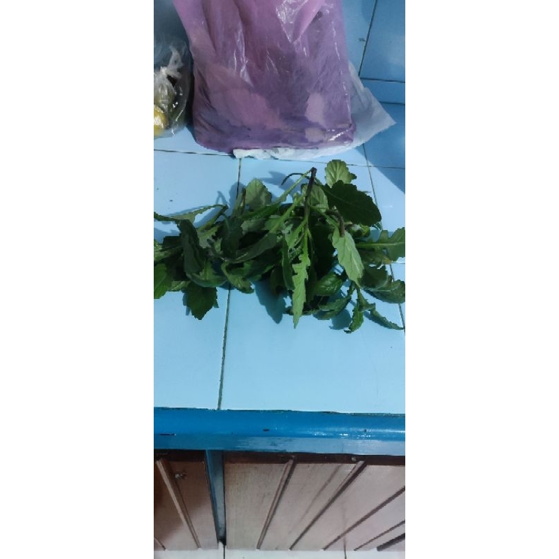 

daun herbal chanchit. samsit. daun dewa 100gram