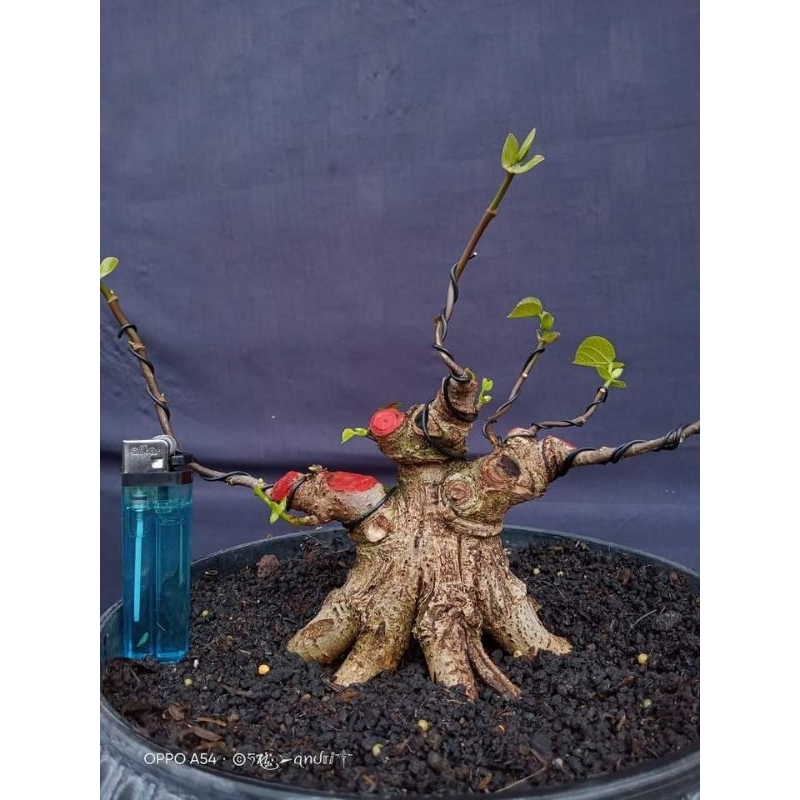 Bahan bonsai waru taiwan program pecah batang prokar prospek bogel