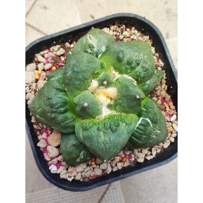 Kaktus ariocarpus cauliflower kembang kol