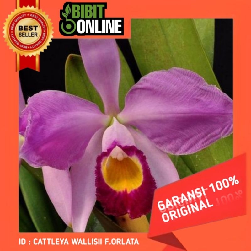 Anggrek cattleya WALLISII F.ORLATA original sudah spike\knop siap berbunga