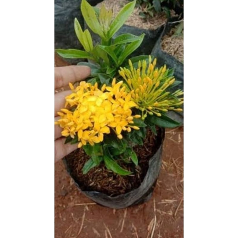 Tanaman Hias Asoka Jepang Kuning