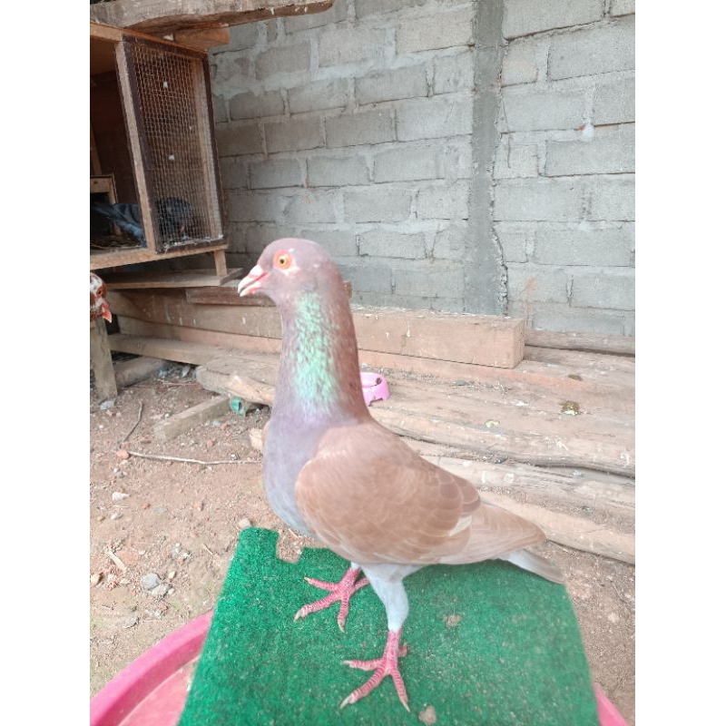 Merpati Kolong Bebas