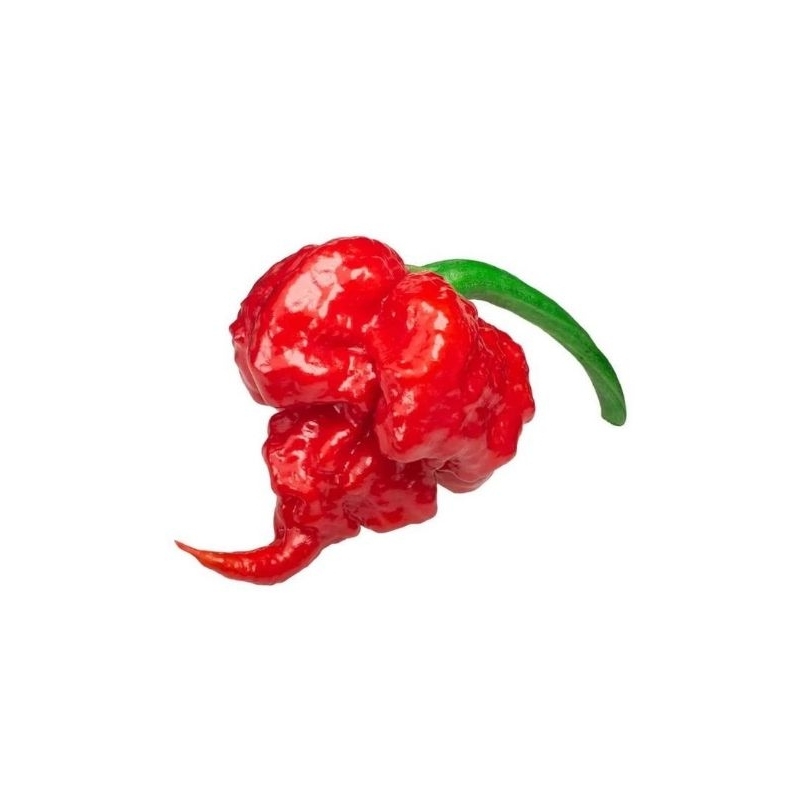 Cabai Carolina Reaper Fresh (Cabai Utuh)