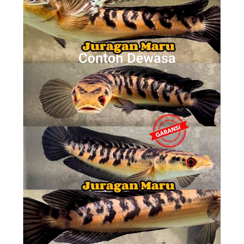 Channa Maru Yellow Sentarum Sortiran Atau Maru Ys Size 7Cm-23Cm Garansi 100% COD,Ikan Channa Maru Be
