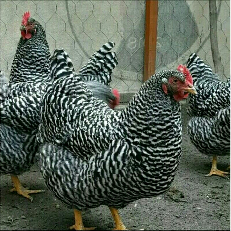 Telur ayam petelur handal Plymouth Rock atau  Barred Rock untuk di tetaskan.