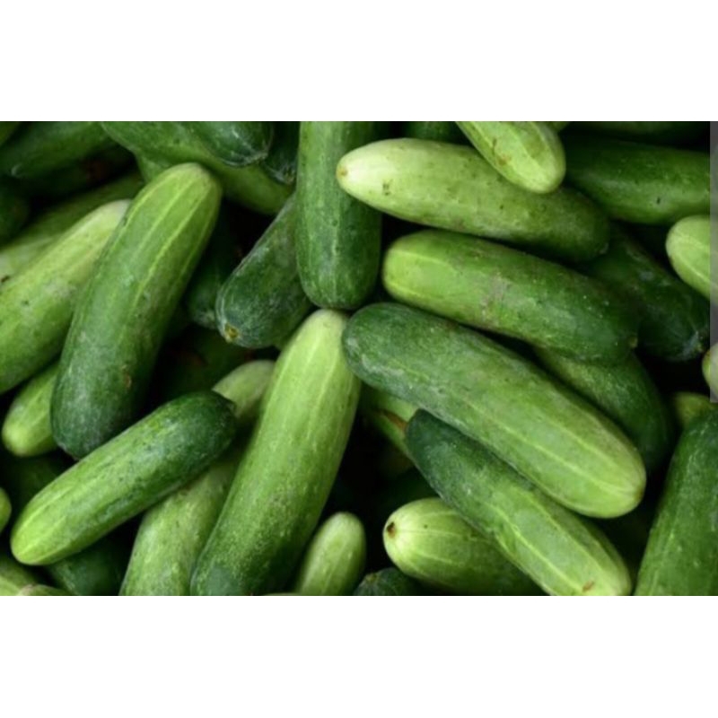

timun_baby/timun_besar_500gr