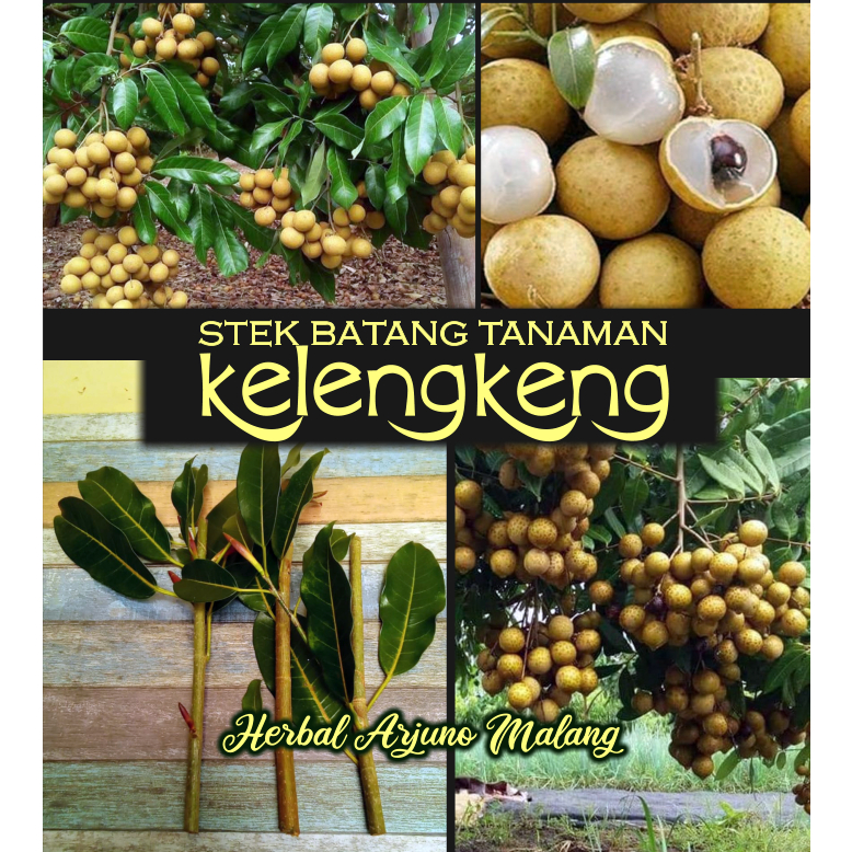 Stek BatangTanaman Pohon Lengkeng Kelengkeng Longan