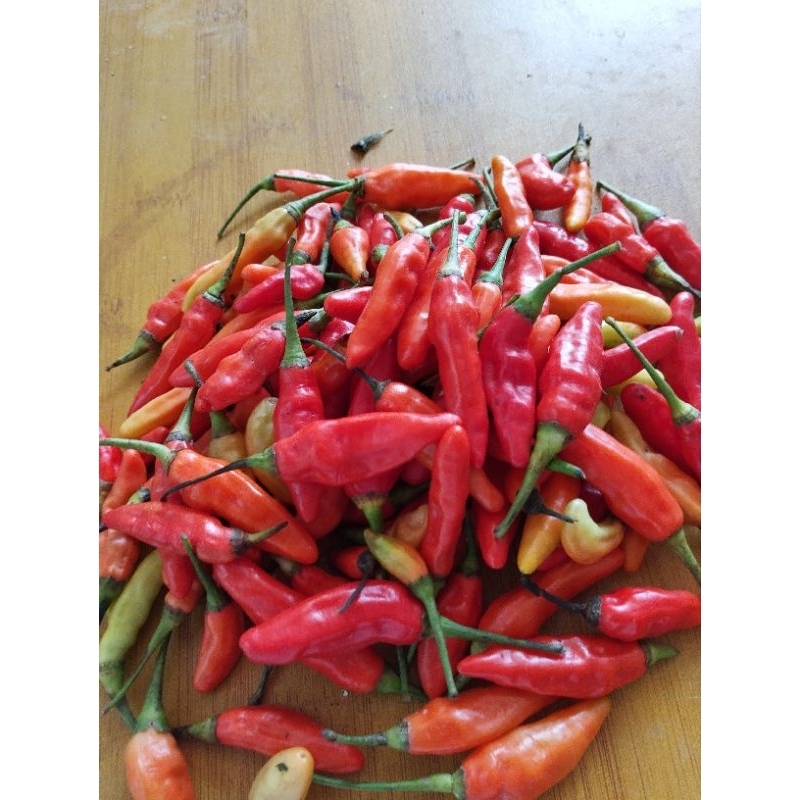 

Cabai Rawit Merah / Cabe Rawit Merah / Cabe Setan