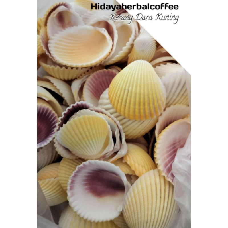 

Kerang Dara Kuning Yellow Shell 100gr