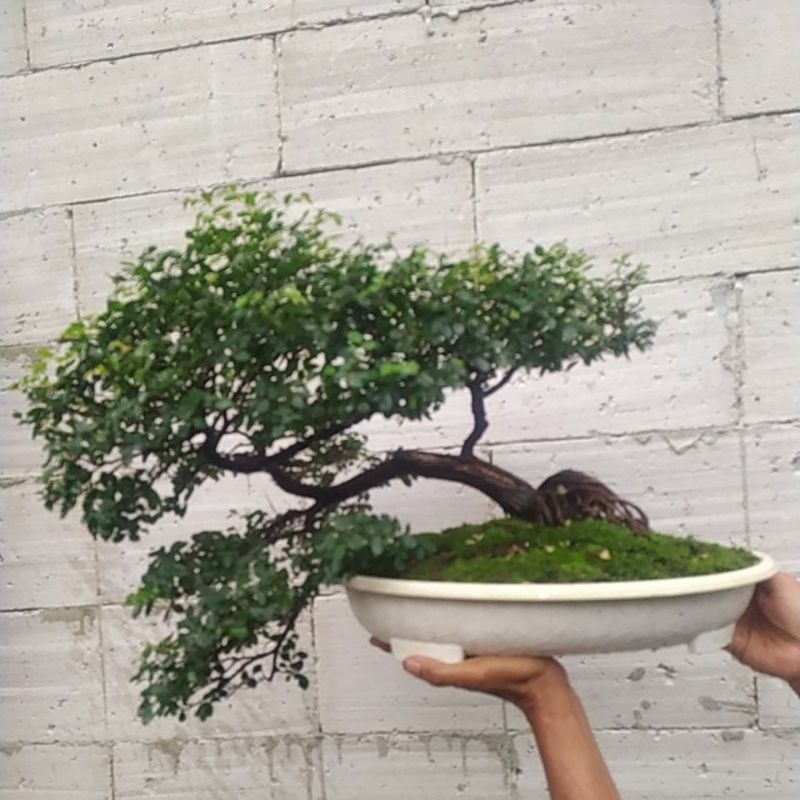 Bonsai Ulmus Mikro
