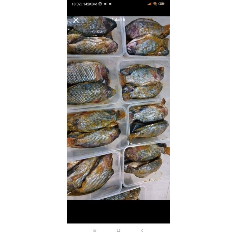 

ikan mujair mentah