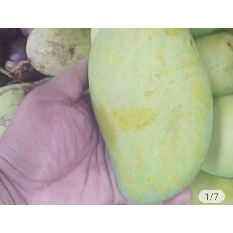 

mangga Budi raja 1kg