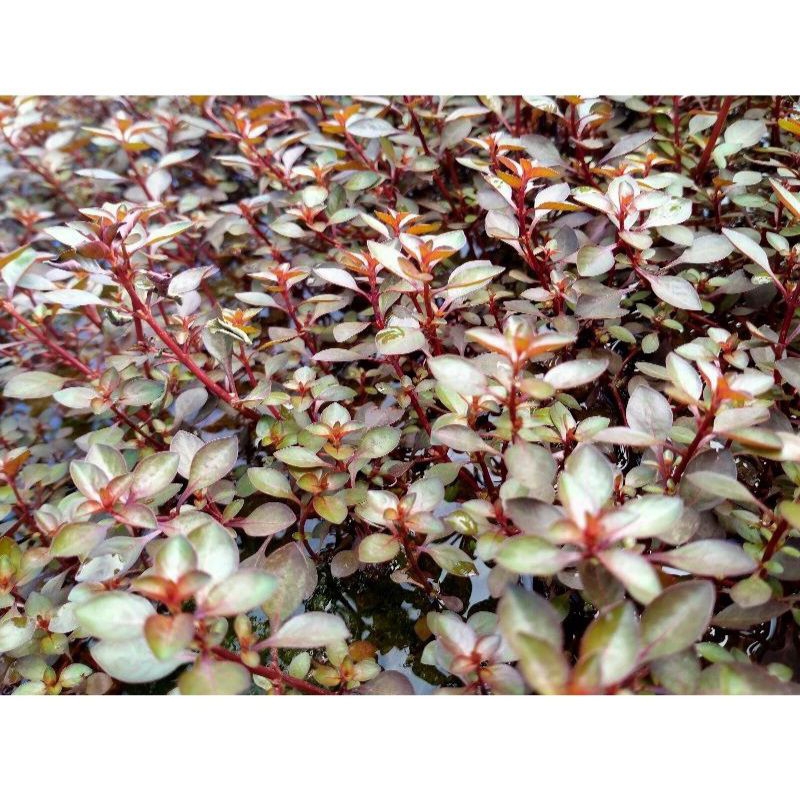 ludwigia sp red mini