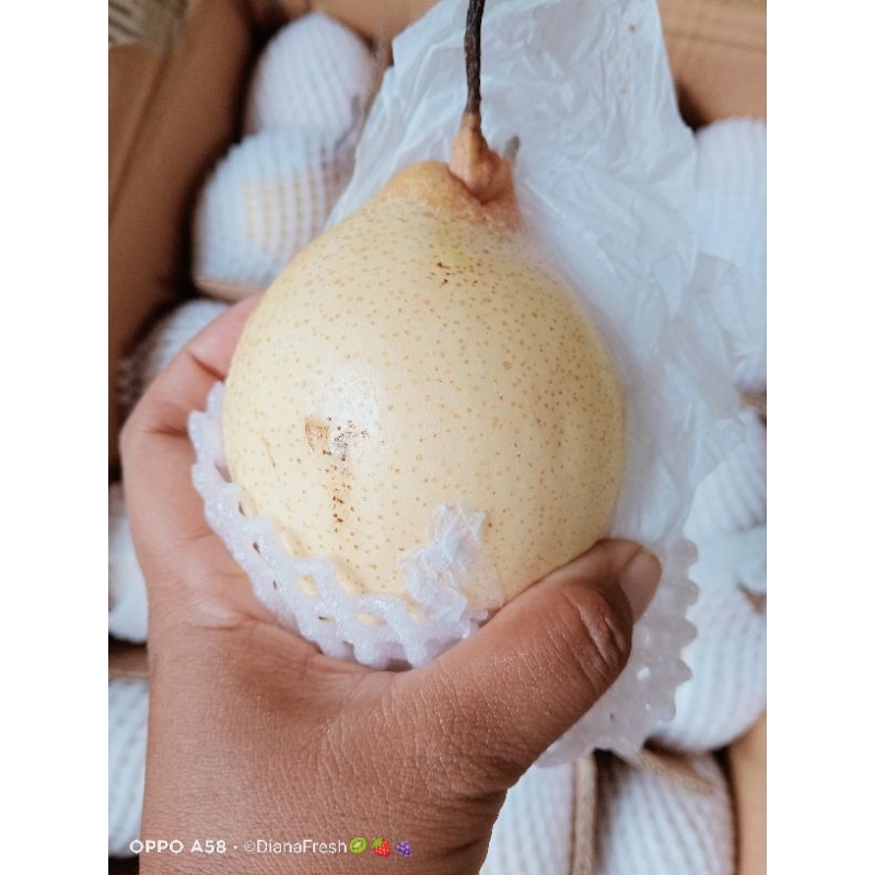 

Pear Yalie 1kg (baca deskripsi)