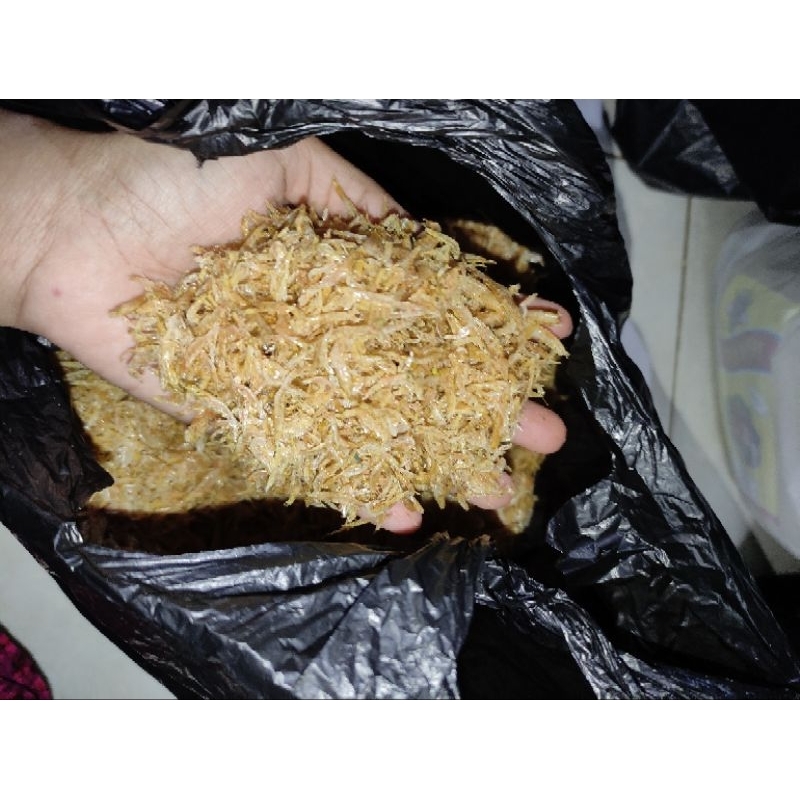 

Udang Papai Asli Kotabaru