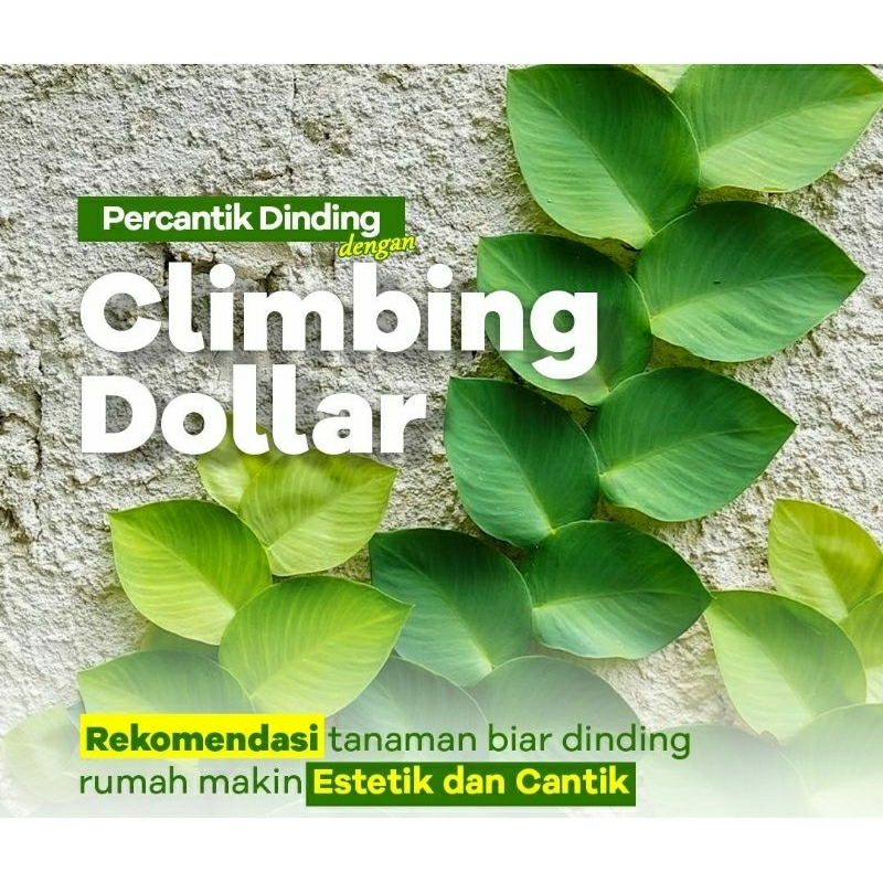 tanaman rambat climbing dolar tanaman dolar besar