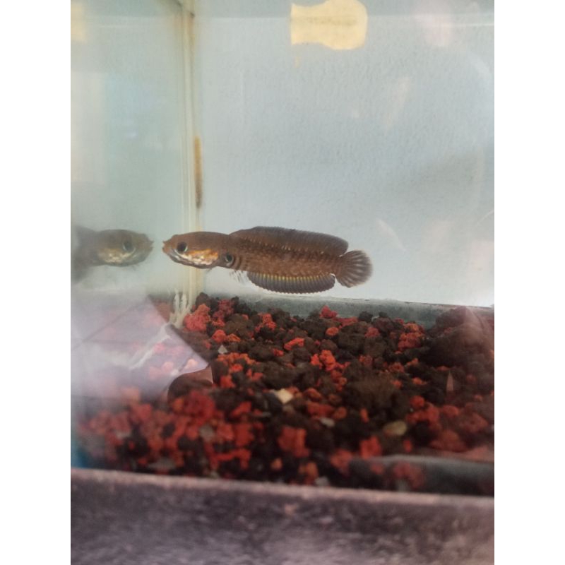 Andrao 6cm bahan gondrong single tank full pelet rim tebal channa