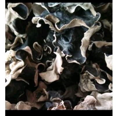 

JAMUR KUPING KERING SUPER GRADE A 1000grm