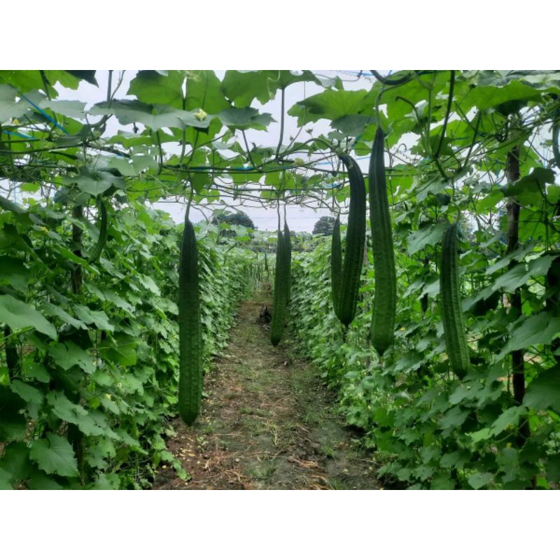 Mokilo43 Benih Bibit Gambas Oyong Estilo F1, Perawatan Mudah, Penjualan Mudah Dan Tahan Simpan. Isi