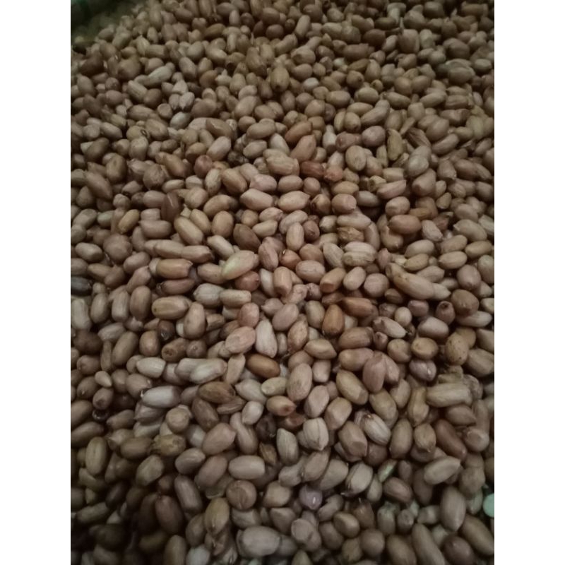 

kacang tanah