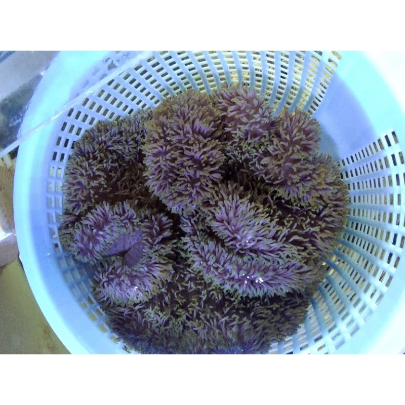 Anemone Carpet Aquarium Air Laut