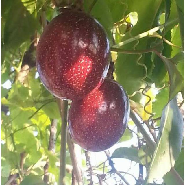 bibit alpukat red vietnam super bergaransi