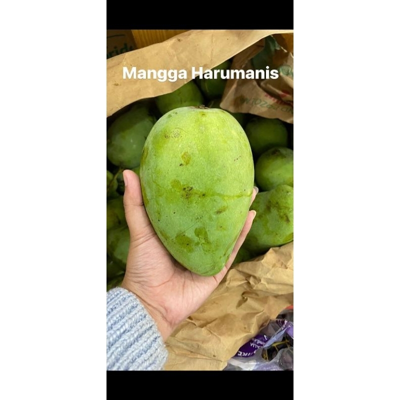 

Mangga Harumanis