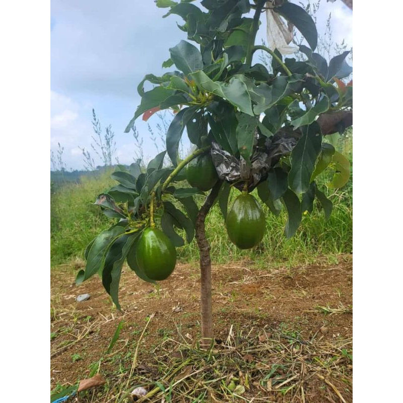 BIBIT ALPUKAT ALIGATOR TINGGI 2METER